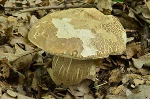 Klikni pro velký obrázek