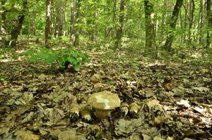 Klikni pro velký obrázek