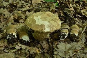 Klikni pro velký obrázek