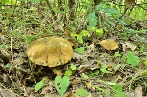 Klikni pro velký obrázek