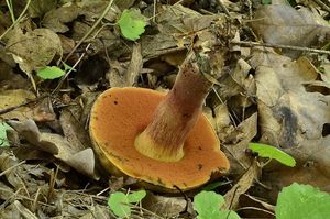 Klikni pro velký obrázek