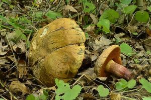 Klikni pro velký obrázek