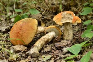 Klikni pro velký obrázek