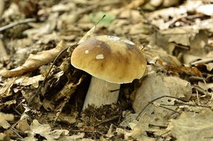 Klikni pro velký obrázek