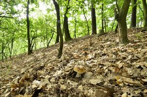 Klikni pro velký obrázek