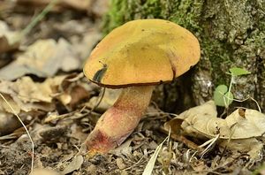 Klikni pro velký obrázek