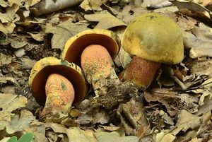 Klikni pro velký obrázek