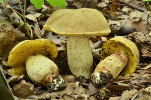 Klikni pro velký obrázek