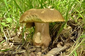 Klikni pro velký obrázek