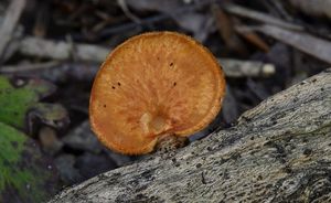 Choroš voštinovitý - Polyporus alveolaris  (DC.) Bondartsev & Sing