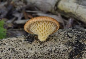 Choroš voštinovitý - Polyporus alveolaris  (DC.) Bondartsev & Sing