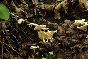 Strmělka listomilná - Clitocybe phyllophila  (Pers.) P. Kumm. 1871