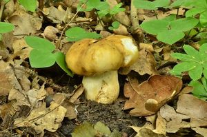 Klikni pro velký obrázek