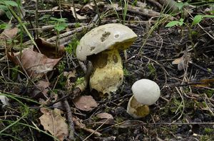 Klikni pro velký obrázek