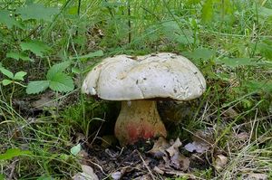 Klikni pro velký obrázek