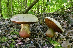 Klikni pro velký obrázek