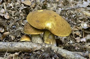 Klikni pro velký obrázek