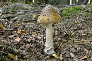 Klikni pro velký obrázek