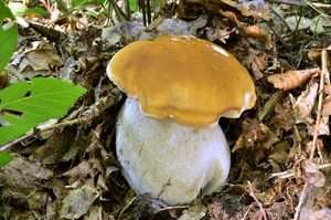 Hřib smrkový citrónový - Boletus edulis f.citrinus