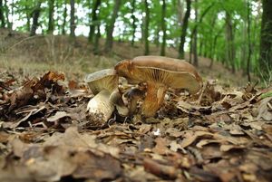 Klikni pro velký obrázek