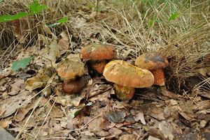 Klikni pro velký obrázek