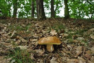 Klikni pro velký obrázek