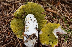 Nedohub zelený - Hypomyces viridis (Alb. & Schwein.) P. Karst.