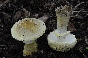 Muchomůrka drsná - Amanita franchetii (Boud.) Fayod 1889