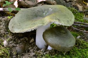 Holubinka namodralá - Russula cyanoxantha (Schaeff.) Fr. 1863