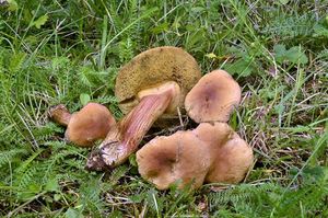 Hřib parkový - Hortiboletus bubalinus (Oolbekk. & Duin) L. Albert & Dima 2015