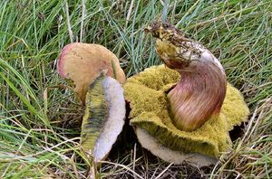 Hřib parkový - Hortiboletus bubalinus (Oolbekk. & Duin) L. Albert & Dima 2015