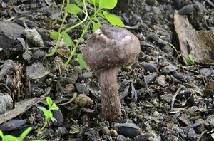 Bedla hnědovínová - Lepiota fuscovinacea F.H. Møller & J.E. Lange