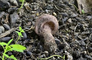 Bedla hnědovínová - Lepiota fuscovinacea F.H. Møller & J.E. Lange