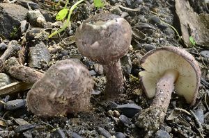 Bedla hnědovínová - Lepiota fuscovinacea