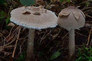 Bedla Konradova - Macrolepiota konradii (Huijsman ex P.D. Orton) M.M. Moser 1967