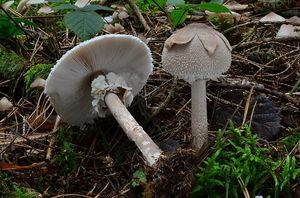 Bedla Konradova - Macrolepiota konradii (Huijsman ex P.D. Orton) M.M. Moser 1967