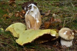 Klikni pro velký obrázek