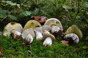 Klikni pro velký obrázek