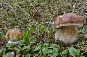 Klikni pro velký obrázek