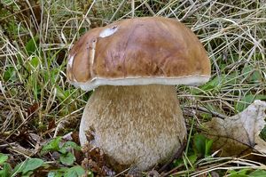 Klikni pro velký obrázek