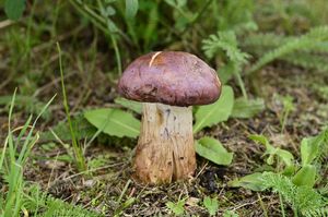 Klikni pro velký obrázek