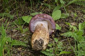 Klikni pro velký obrázek