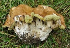 Klikni pro velký obrázek