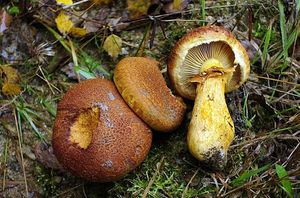 Klikni pro velký obrázek