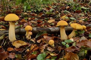 Klikni pro velký obrázek