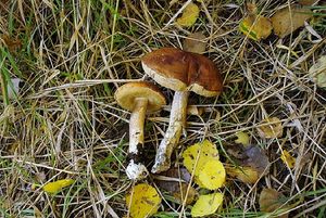 Klikni pro velký obrázek