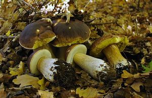 Klikni pro velký obrázek