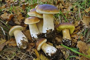 Klikni pro velký obrázek