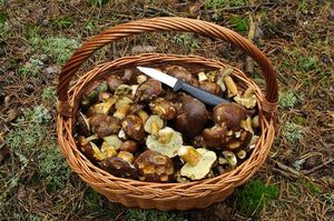 Klikni pro velký obrázek