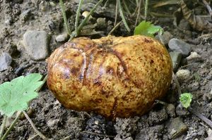 Bělolanýž obecný - Choiromyces venosus (Fr.) Th. Fr. 1909